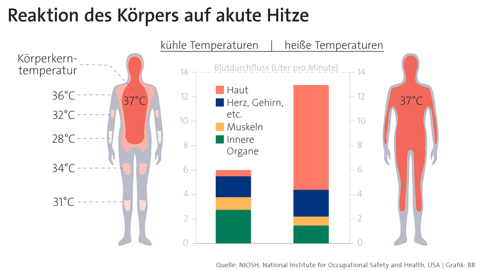 Grafik: Reaktionen des Körpers auf akute Hitze | Bild: Quelle: NIOSH, National Institute for Occupational Safety and Health, USA | Grafik: BR