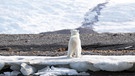 Eisbärin von hinten, Arktis, das Eis schmilzt | Bild: picture alliance / Zoonar | Tanja Kreß