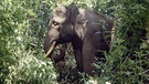 Elefant in Sumatra | Bild: picture-alliance/dpa