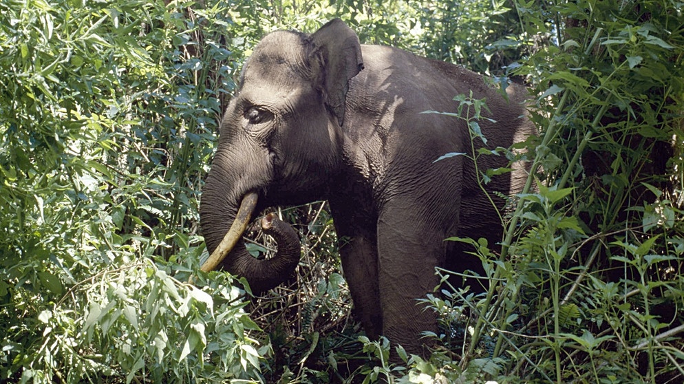 Elefant in Sumatra | Bild: picture-alliance/dpa