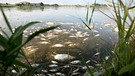 Tote Fische im Wasser | Bild: picture-alliance/dpa