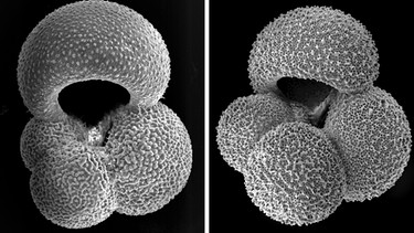 Gehäuse einer mehrere hunderte Jahre alten Foraminifere | Bild: picture-alliance/dpa