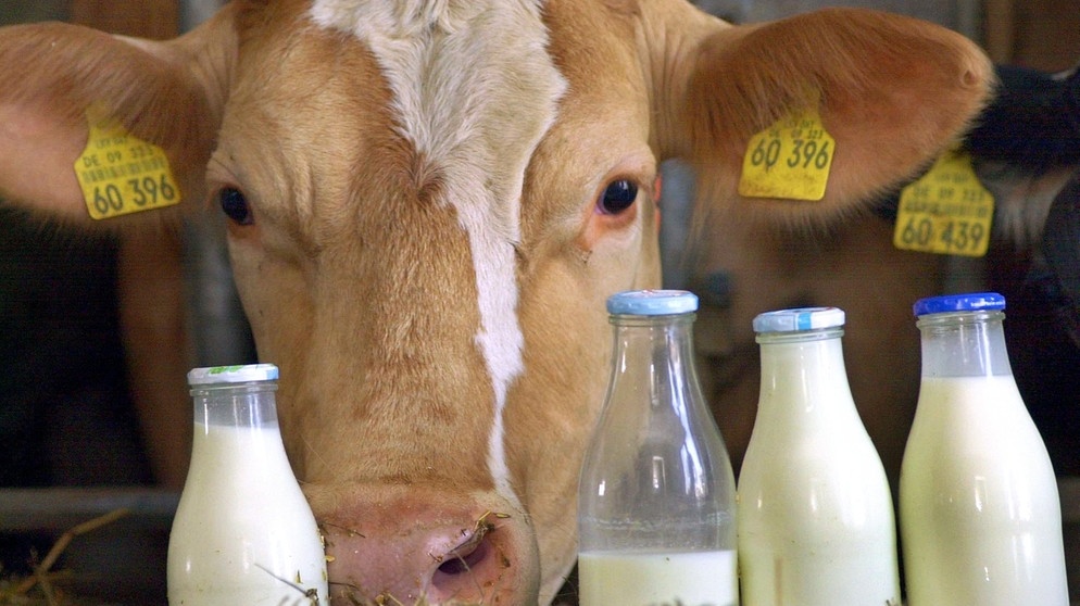 Kuh und Milchflaschen | Bild: picture-alliance/dpa