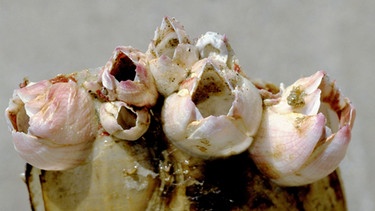 Seepocken auf einer Muschel | Bild: picture-alliance/dpa