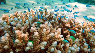 Steinkoralle im Roten Meer | Bild: picture-alliance/dpa