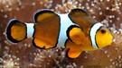 Clownfisch | Bild: picture-alliance/dpa