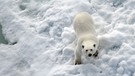 Ein Eisbär auf einer Eisscholle (2015). Auch das internationale Klimaziel, die Erderwärmung auf "nur" zwei Grad zu beschränken, ist gefährdet, so der neueste Weltklimabericht des IPCC.  | Bild: picture alliance/dpa | Ulf Mauder