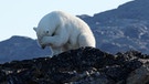 Eisbär in der Baffin-Bucht, Kanada. Wie schnell der Klimawandel das Eis auf der Erde schmelzen lässt, verdeutlicht der Weltklimarat (IPCC). | Bild: dpa/picture alliance/dpa Themendienst