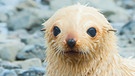Robbe am Strand. Die zunehmende Eisschmelze in der Arktis bedroht den Lebensraum vieler Tierarten wie Eisbär und Robbe. | Bild: colourbox.com
