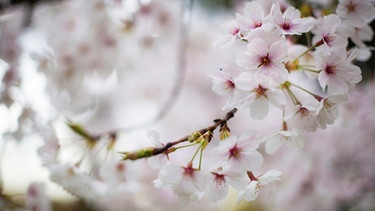 Japanische Kirschblüte in Hiroshima. Auch die Japanische Kirsche blüht durch den Klimawandel inzwischen deutlich früher. | Bild: picture-alliance/Mary Evans Pi
