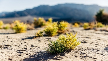 Wüstenlandschaften wie diese im Death Valley National Park in Kalifornien könnten durch den Klimawandel und die Erderwärmung zunehmen. Wüsten werden durch den Klimawandel wachsen, ganze Landstriche zur Wüste werden, warnt der neueste Sonderbericht des Weltklimarates IPCC. Die Landnutzung für Landwirtschaft wird problematischer. | Bild: Sylvia Bentele