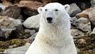 Eisbär | Bild: picture-alliance/dpa