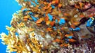 Korallenriff | Bild: picture-alliance/dpa