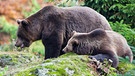 Braunbären | Bild: picture-alliance/dpa