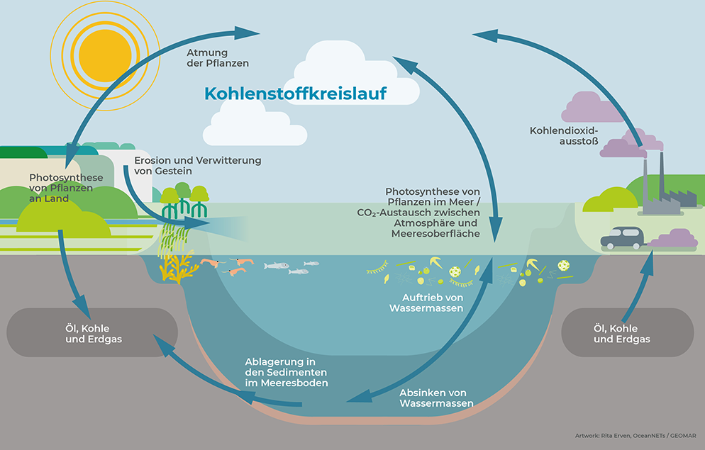 Infografik: Darstellung des Kohlenstoffkreislaufs | Bild: Rita Erven/OceanNETs / GEOMAR