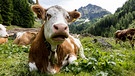 Eine Kuh auf einer Weide. Rindfleisch ist ein echter Klimakiller: Die Tierhaltung produziert große Mengen an Treibhausgasen - sei es als Methan, das bei der Verdauung der Kühe frei wird, oder als indirektes CO2, das im Futter der Rinder steckt. | Bild: picture-alliance/dpa