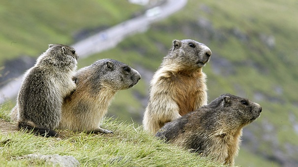 Murmeltiere in den Alpen sind vom Klimawandel betroffen: Sie können nur bedingt in größere Höhen ausweichen, wenn die Temperatur in den Bergen steigt. | Bild: picture-alliance/dpa