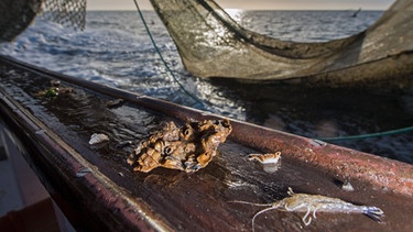 Eine pazifische Auster als Beifang auf einem Krabbenkutter der Nordsee | Bild: dpa-Bildfunk