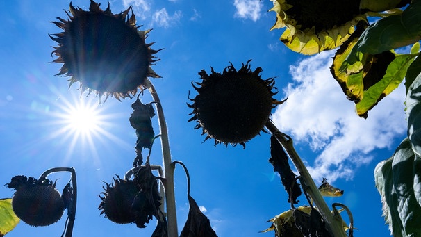 Vertrocknete Sonnenblumen stehen in der Sonne auf einem Feld. In Deutschland ist der Klimawandel längst messbar angekommen. | Bild: dpa-Bildfunk/Sven Hoppe