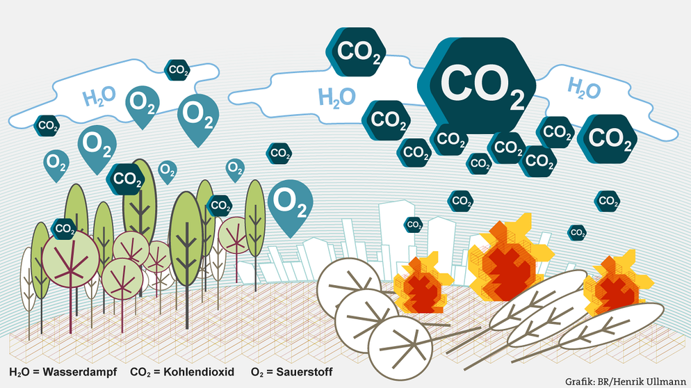 Infografik: Bäume können den Treibhauseffekt etwas lindern, da sie Kohlendioxid aufnehmen und in Sauerstoff umwandeln. Die Abholzung von Wäldern verstärkt damit den Treibhauseffekt. | Bild: BR/Henrik Ullmann