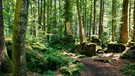 Wald bei Ruhpolding | Bild: BR