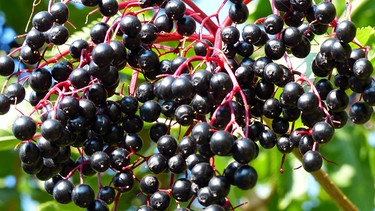 Waldpflanzen: Nicht alle schwarzen Beeren im Wald sind essbar, die des Schwarzen Holunders aber schon. | Bild: picture-alliance/dpa