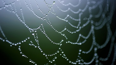 Morgentau in einem Spinnennetz | Bild: picture-alliance/dpa