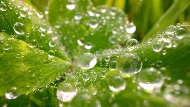 Fallender, flüssiger Niederschlag: Regentropfen auf einer Pflanze | Bild: picture alliance / ZUMAPRESS.com | Robin Loznak