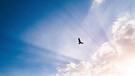Sonne strahlt hinter Wolken. Ein Vogel fliegt am Himmel. | Bild: picture alliance / Zoonar | Patrick Daxenbichler