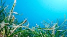 Seegraswiesen, wie diese hier aus dem Mittelmeerraum, sind wichtig fürs Ökosystem: Sie dienen kleinen Fischen als Schutz vor Feinden, verhindern die Erosion der Böden und speichern Kohlenstoff im Boden.  | Bild: picture alliance / maxppp | Florian Launette