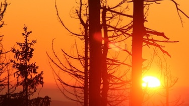 Zum Sonnenaufgang im Harz färbt sich der Himmel am Horizont. Im Vordergrund stehen abgestorbene Bäume. | Bild: picture alliance/dpa/dpa-Zentralbild | Matthias Bein