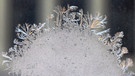 Eine Eisblume (Eiskristall, Schneeflocke) in Nahaufnahme. Ihr fragt euch, wie und warum sich im Winter Eiskristalle am Fenster bilden? Wir erklären euch, wann Eiskristalle und Eisblumen entstehen und warum Eiskristalle sechseckig sind. Außerdem erfahrt ihr, was der Unterschied zwischen Eiskristallen und einer Schneeflocke ist und wie viele Eiskristalle in einer Schneeflocke sind. | Bild: Wunibald Wörle