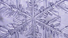 Eiskristall. Trotz Kälte stehen an manchen Tagen ganz besondere Pflanzen in voller Blüte. Sie sprießen an Fenstern, wuchern über Autoscheiben und glitzern an Bushaltestellen: Eisblumen. Wir erklären euch, wann Eiskristalle und Eisblumen entstehen und warum Eiskristalle sechseckig sind. Außerdem erfahrt ihr, was der Unterschied zwischen Eiskristallen und einer Schneeflocke ist und wie viele Eiskristalle in einer Schneeflocke sind. | Bild: Helmut Herbel