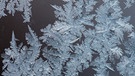 Eisblumen. Trotz Kälte stehen an manchen Tagen ganz besondere Pflanzen in voller Blüte. Sie sprießen an Fenstern, wuchern über Autoscheiben und glitzern an Bushaltestellen: Eisblumen. Wir erklären euch, wann Eiskristalle und Eisblumen entstehen und warum Eiskristalle sechseckig sind. Außerdem erfahrt ihr, was der Unterschied zwischen Eiskristallen und einer Schneeflocke ist und wie viele Eiskristalle in einer Schneeflocke sind. | Bild: picture-alliance/dpa