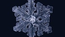 Eiskristalle in Sternchenform. Ihr fragt euch, wie und warum sich im Winter Eiskristalle am Fenster bilden? Wir erklären euch, wann Eiskristalle und Eisblumen entstehen und warum Eiskristalle sechseckig sind. Außerdem erfahrt ihr, was der Unterschied zwischen Eiskristallen und einer Schneeflocke ist und wie viele Eiskristalle in einer Schneeflocke sind. | Bild: picture-alliance/dpa