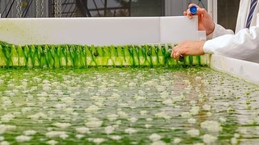 Algentechnikum in Ottobrunn: Thomas Brück beugt sich über grüne Algen. Thomas Brück und sein Team am Algentechnikum erforschen einzellige Mikroalgen, um ihre Fette in Bio-Treibstoff für Flugzeuge umzuwandeln. | Bild: Andreas Heddergott / TUM 