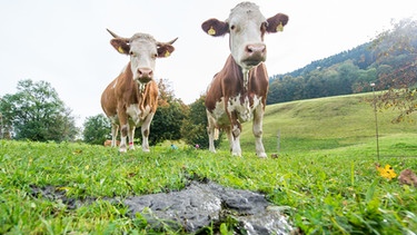 Zwei Kühe vor einem Kuhfladen auf einer grünen Weide  | Bild: picture-alliance/Marc Müller/dpa