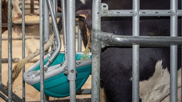 Diese Kuh-Toilette einer niederländischen Firma dient dazu, den Urin bei den Ausscheidungen der Kuh abzutrennen, um ihn als Flüssigdünger zu verwenden. Die Gülle der Kühe wäre dadurch umweltfreundlicher. | Bild: Hanskamp