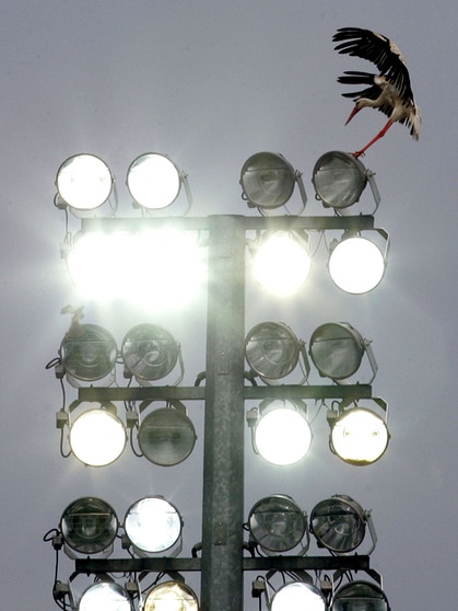 Freiburg: Storch landet auf Flutlichtmast. Das Licht sorgt dafür das Tiere und Pflanzen irritert werden. Es ist zu hell. | Bild: picture-alliance/dpa