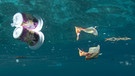 Plastikbecher und Plastikmüll schwimmen im Meer | Bild: imago/imagebroker
