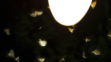 Motten im Licht einer Straßenlaterne. Künstliche Beleuchtung wird für nachtaktive Tiere oft zur tödlichen Falle. | Bild: picture alliance / blickwinkel/H. Schmidbauer | H. Schmidbauer