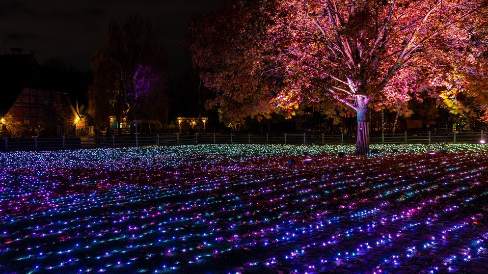Ein illuminierter Baum steht beim «Christmas Garden» im Erlebnis-Zoo Hannover in einem illuminierten Gehege. | Bild: picture alliance/dpa | Moritz Frankenberg