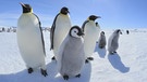 Kaiserpinguine in der Antarktis. So ungeschickt Pinguine an Land wirken, so virtuos bewegen sie sich im Wasser. | Bild: picture-alliance/dpa