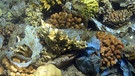 Plastikmüll zwischen Korallen. Eine Studie hat herausgefunden, dass Korallen leichter krank werden, wenn sie mit Plastik in Kontakt kommen. | Bild: picture-alliance/Eibner-Pressefoto