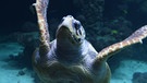 Eine Unechte Karettschildkröte schwimmt im Wasser. | Bild: picture alliance / Stefan Sauer/dpa-Zentralbild/dpa