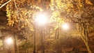 Nach der Zeitumstellung auf Winterzeit ist es abends früher dunkel: Auf Ihrem Heimweg am Feierabend leuchten schon die Laternen zwischen dem Herbstlaub. | Bild: colourbox.com