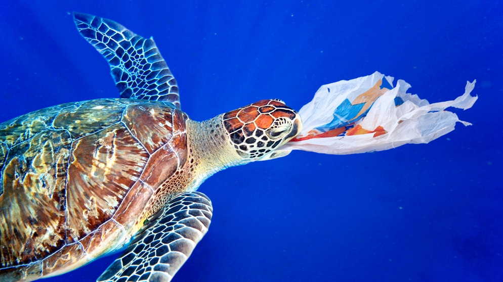 Eine Meeresschildkröte schluckt eine Plastiktüte. | Bild: picture alliance / NHPA/Avalon.red | Paulo de Oliveira
