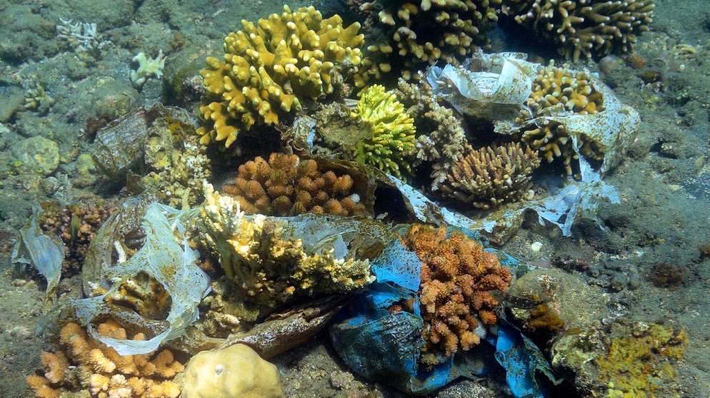 Plastikmüll bedroht Korallen im Korallenriff in Indonesien | Bild: picture alliance / Eibner-Pressefoto 