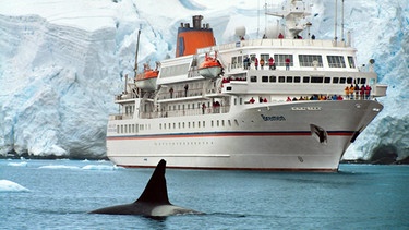 Passagiere der "MS Bremen" beobachten in der Antarktis einen Orca-Wal. | Bild: picture-alliance/ dpa | Hapag-Lloyd
