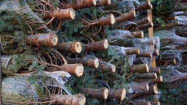 Wann ist ein Weihnachtsbaum nCHHltig? Im Bild: geschnittene Weihnachtsbäume. | Bild: colourbox.com